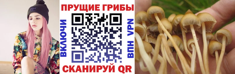 наркота  кракен   Галлюциногенные грибы Magic Shrooms  Полтавская 